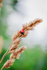 przyroda, łąka,las drzewa, rośliny, liście, owoce,zielone,lato, © Estera