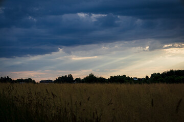 przyroda, łąka,las drzewa, rośliny, liście, owoce,zielone,lato, © Estera