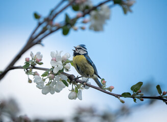 Cute blue tit bird surrounded by pink and white spring blossoms © Normunds
