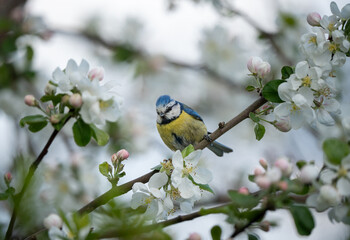 Blue tit bird sitting among apple blossoms in spring. © Normunds