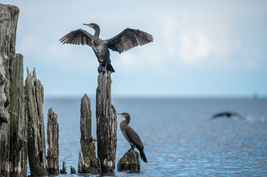 Great Cormorant Spreading Wings to Dry on Old Wooden Pier Post