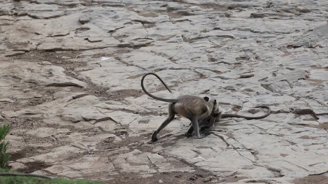 Grey langurs (Hanuman langur, pair) playing/grooming and wrestling, cracked rocky dam/riverbed surface - Panna National Park, Panna Tiger Reserve, Madhya Pradesh, India, 4K UHD wildlife footage
