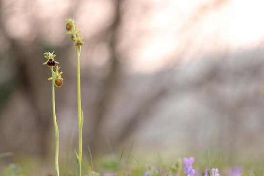 una orchidea selvatica in marzo al tramonto