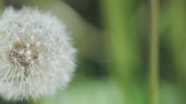 Macro shot of dandelion flower head in full seed bloom. Detailed floral texture of soft fluffy pappus. Nature closeup, 4k