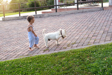 Fototapeta premium Full length of a joyful Caucasian toddler laughing at his cute West Highland White Terrier dog wearing a straw hat on a paved backyard terrace