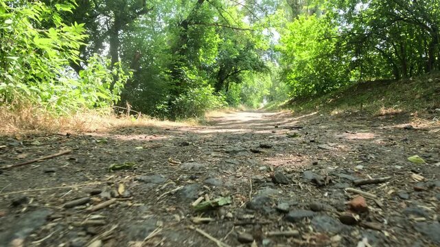 Forest walk in the summer, slow motion camera