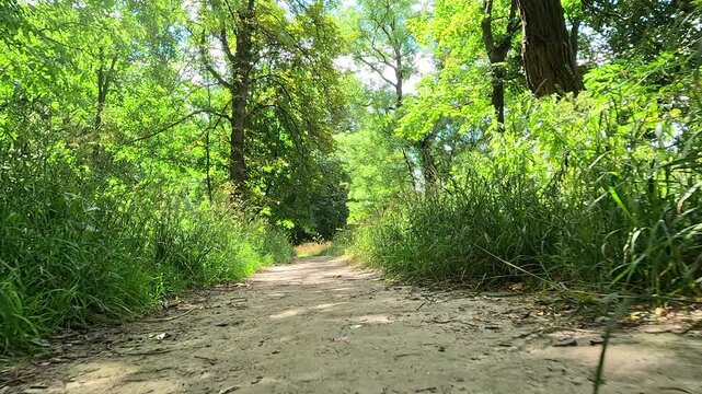 Lush grassy path with a slow motion low angle camera