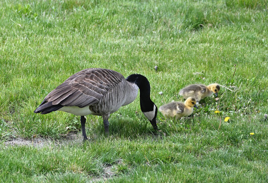 Goose and Two Goslings