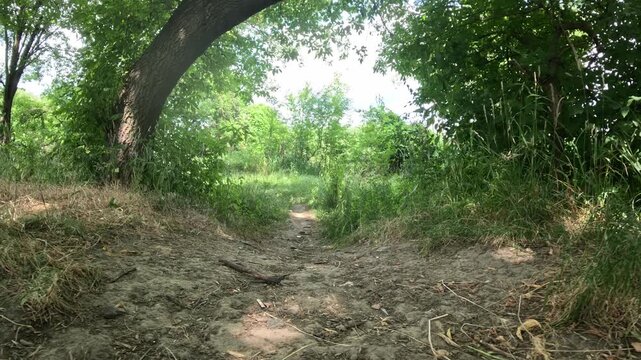Country side footpath, low angle camera movement