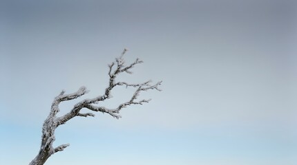 Obraz premium A single gnarled tree branch is heavily coated in thick white frost during a cold winter day with soft lighting