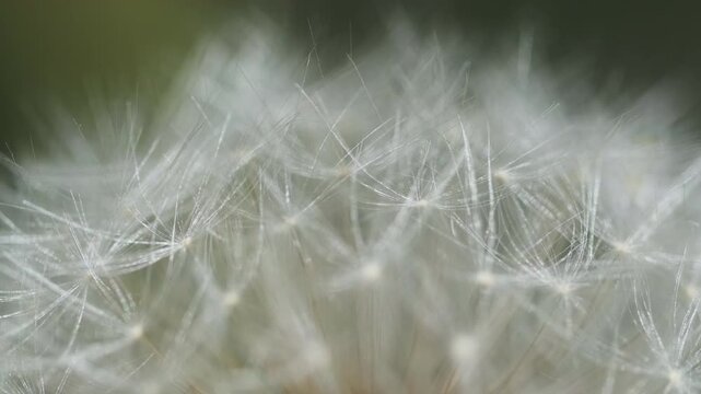 Macro shot of dandelion flower head in full seed bloom. Detailed floral texture of soft fluffy pappus. Nature closeup, 4k