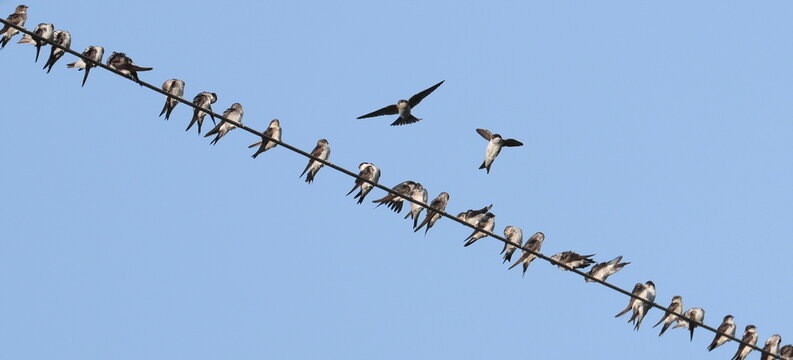 House Martin on wire, Delichon urbicum, birds of Montenegro