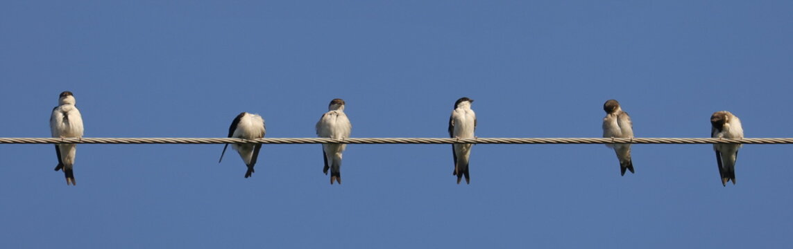 House Martin on wire, Delichon urbicum, birds of Montenegro