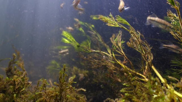 Medium wide underwater shot of freshwater Minnows swimming and feeding on algae in the River Avon, Wiltshire UK