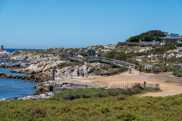 Obraz premium Betty's Bay, South Africa - January 14, 2026: African penguins at Stony Point Penguin Colony. A popular coastal attraction with stunning ocean views beneath a clear blue summer sky.