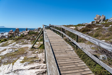 Fototapeta premium Betty's Bay, South Africa - January 14, 2026: African penguins at Stony Point Penguin Colony. A popular coastal attraction with stunning ocean views beneath a clear blue summer sky.