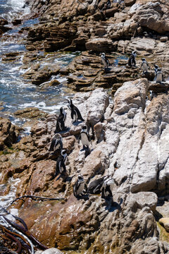 Betty's Bay, South Africa - January 14, 2026: African penguins at Stony Point Penguin Colony. A popular coastal attraction with stunning ocean views beneath a clear blue summer sky.