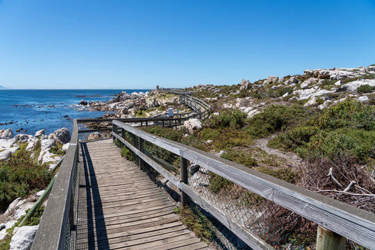 Betty's Bay, South Africa - January 14, 2026: African penguins at Stony Point Penguin Colony. A popular coastal attraction with stunning ocean views beneath a clear blue summer sky.