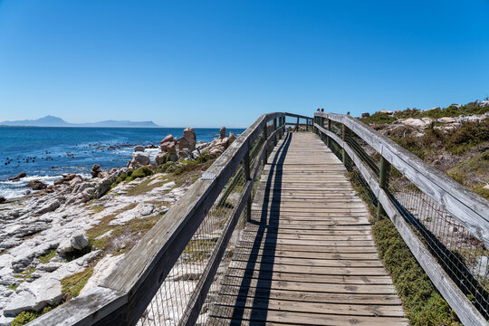 Betty's Bay, South Africa - January 14, 2026: African penguins at Stony Point Penguin Colony. A popular coastal attraction with stunning ocean views beneath a clear blue summer sky.