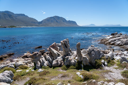 Betty's Bay, South Africa - January 14, 2026: African penguins at Stony Point Penguin Colony. A popular coastal attraction with stunning ocean views beneath a clear blue summer sky.
