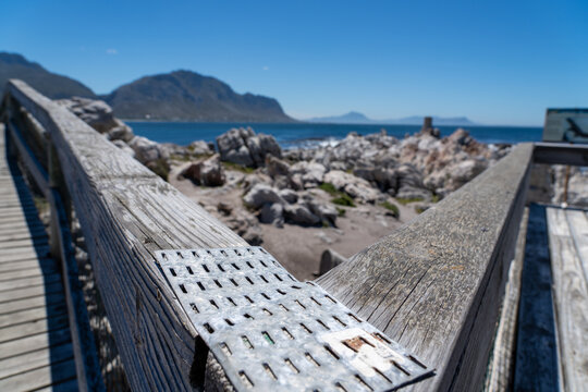 Betty's Bay, South Africa - January 14, 2026: African penguins at Stony Point Penguin Colony. A popular coastal attraction with stunning ocean views beneath a clear blue summer sky.