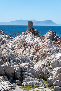 Betty's Bay, South Africa - January 14, 2026: African penguins at Stony Point Penguin Colony. A popular coastal attraction with stunning ocean views beneath a clear blue summer sky.
