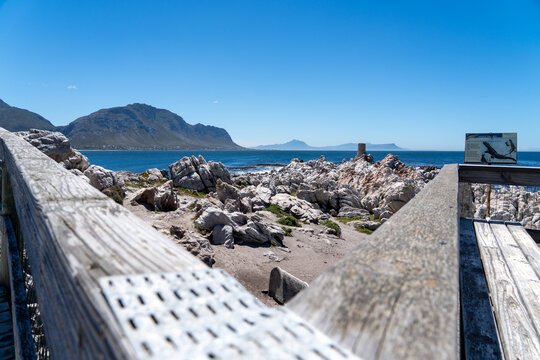 Betty's Bay, South Africa - January 14, 2026: African penguins at Stony Point Penguin Colony. A popular coastal attraction with stunning ocean views beneath a clear blue summer sky.