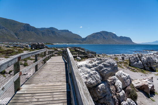 Betty's Bay, South Africa - January 14, 2026: African penguins at Stony Point Penguin Colony. A popular coastal attraction with stunning ocean views beneath a clear blue summer sky.