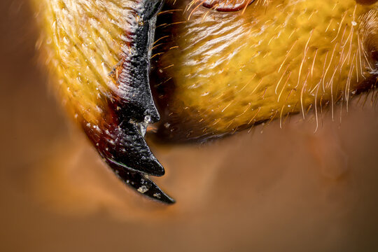 Extreme macro shot of European hornet mandibles, detailed close-up of insect jaws and mouthparts