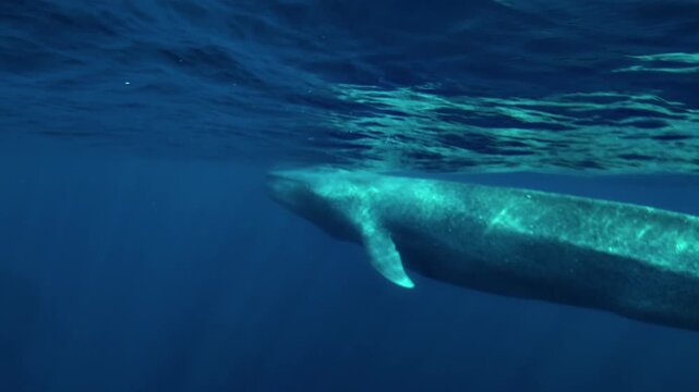 Side view of a blue whale - Balaenoptera musculus - drifting just below the surface with almost no body movement in the open ocean.
