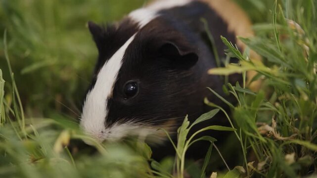 Adorable Guinea Pig Grazing on Fresh Green Grass, Close Up