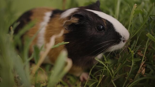Domestic Guinea Pig Eating Green Leaves in Natural Garden Setting