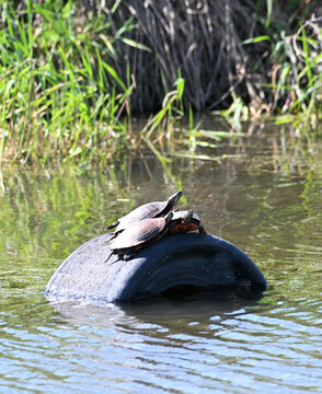 Three Turtles on a Tire
