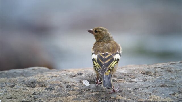Close-up of bird (European greenfinch) perched on a rock by the river