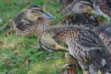 Canard colvert se grattant  © Alex