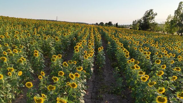 Aerial view of a beautiful blooming sunflower field in summer, agricultural landscape in Greece