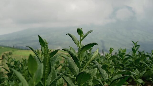 tobacco leaves in the plantation
