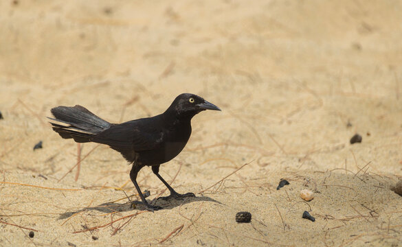 Greater Antillean grackle on a sandy beach, close up