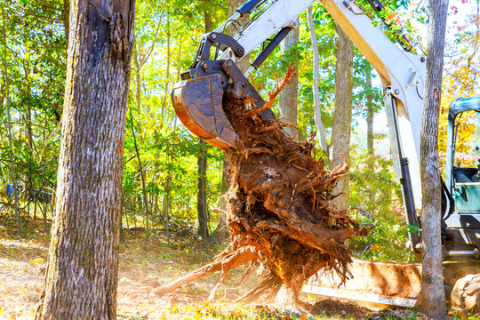 Tree stump removal in wooded area with machinery during root removal