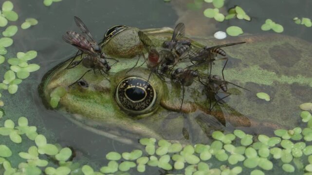 frog in water