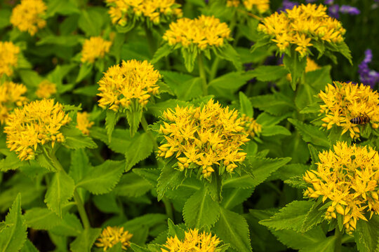 Yellow stonecrop (Sedum) flowers blooming in a lush summer garden with green foliage and a honey bee. Natural floral background, ornamental perennial plant, close-up nature photography.