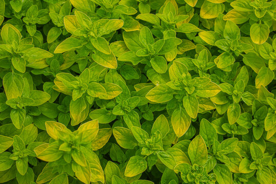 Fresh green oregano (Origanum vulgare) leaves growing in a garden. Aromatic culinary herb background with lush foliage, organic gardening, healthy food, herbal texture, close-up.