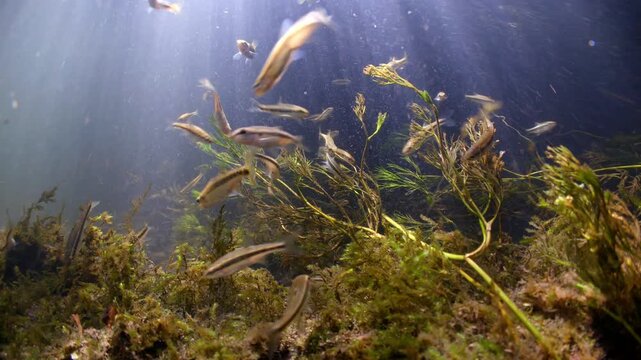 Medium wide underwater shot of freshwater Minnows swimming and feeding on algae in the River Avon, Wiltshire UK