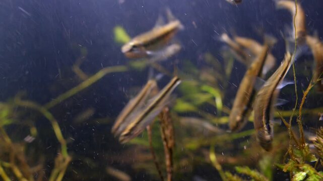 Close up underwater shot of freshwater Minnows feeding on algae in the River Avon, Wiltshire UK
