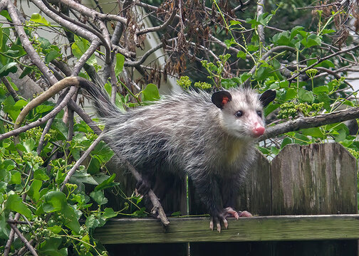 Opossum on a garden fence.