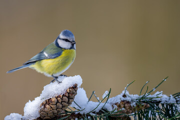 Eurasian Blue Tit in Winter © DK Visuals 