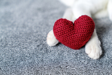 Obraz premium Red knitted heart in the paws of a cat. a gray and black fluffy cat for Valentine's Day or postcard. Textured background with a cat. copy space. Valentine valentine's day, lovers day, love concept
