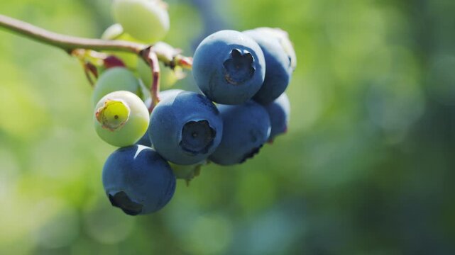 4K Ripe Blueberries Macro Close Up on Bush. Fresh Blue Berry Fruit Growing in Garden, Healthy Organic Food and Natural Summer Background, 2160p