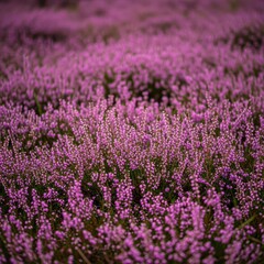 Fototapeta premium Soft purple and pink heather flowers create a dense natural carpet of textures, showcasing botanical beauty in a tranquil outdoor setting, petals, violet, pink