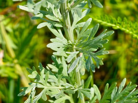 Detailed Silver Leaves of Bitter Wormwood Plant